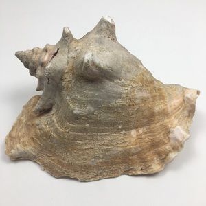 Authentic Pink queen conch vintage decoration